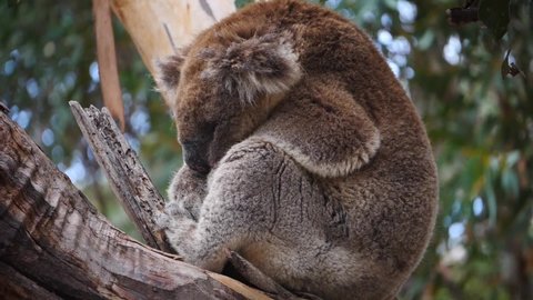 Koala climbing an eucalyptus tree in Kangaroo Island, in South Australia. This marsupial can only be found in Australia.