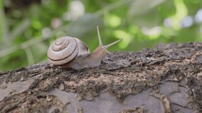 Garden snail slow crawls along a tree trunk wiggling 