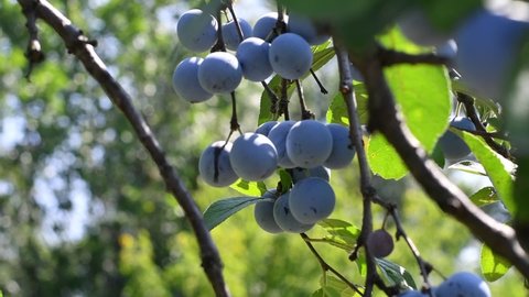 plums on a branch. beautiful blue plums