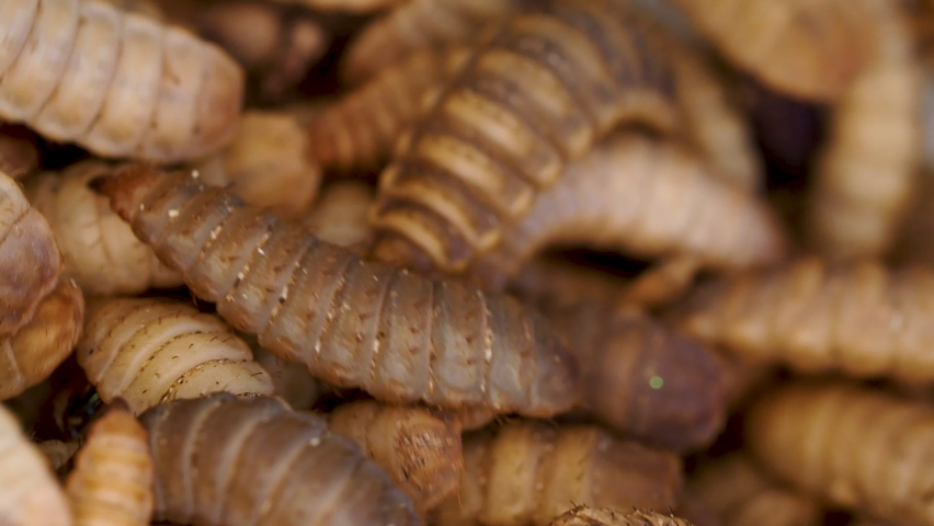 Close up the Black Soldier Fly larvae (Hermetia illucens)for protein animal feed ingredient Royalty-Free Stock Footage #1077781682