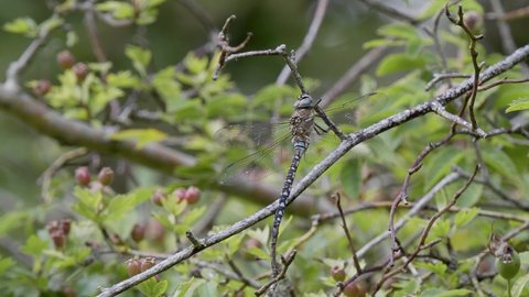 Male Migrant Hawker Resting on a Tree Branch