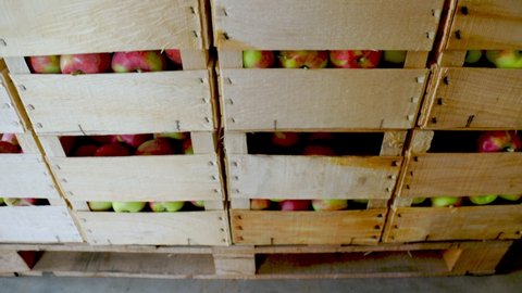 many boxes of apples in the warehouse