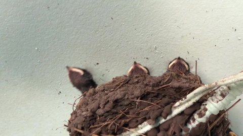Close up swallow chicks in the nest. Yellow moths asking for food. Wildlife video
