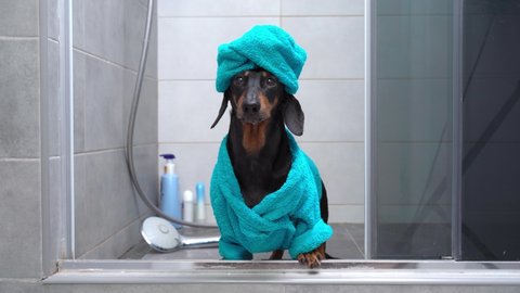 Lovely dachshund dog in blue bathrobe and with towel wrapped around its head like a turban impatiently barks, then leaving bathroom after taking shower. Daily hygienic procedures.
