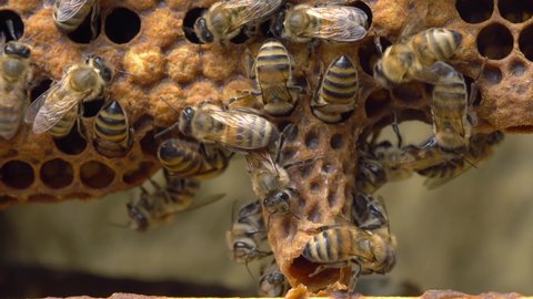 Queen cell close up. Beekeeping. Queen bee. Swarm or Supercedure Cells