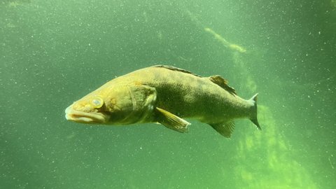 Zander, Sander lucioperca, swims in water illuminated by sunrays. Big fish predator in habitat. Flock of fish in freshwater lake. Underwater wildlife. Nature in Europe. Also known as pikeperch.