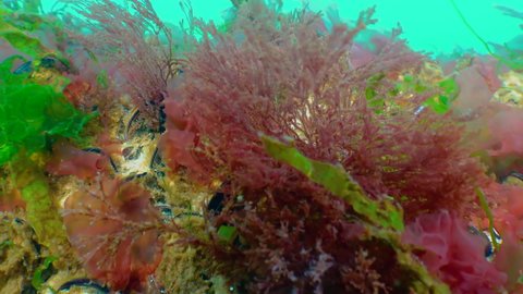 Red algae (Porphira leucosticta, Ceramium sp., Enteromorpha sp.) on rocks in the Black Sea