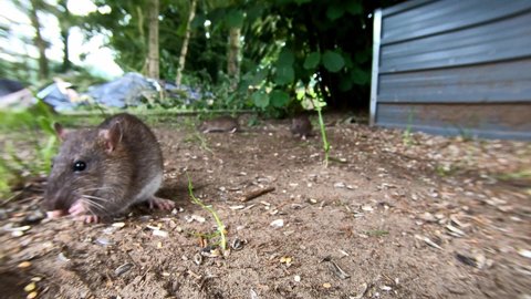Rats searchs food in the garden, brown rat, gopro shot, wide angle lens, summer, (rattus norvegicus), lower saxony, north germany
