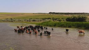 Cows grazing on green farm pasture in summer and refreshing in the water 