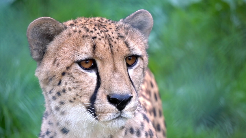 Close up portrait of cheetah in wild life nature habitat. Feline animals of Africa. Dangerous predator hunting. Concept of wildlife | Shutterstock HD Video #1077798239