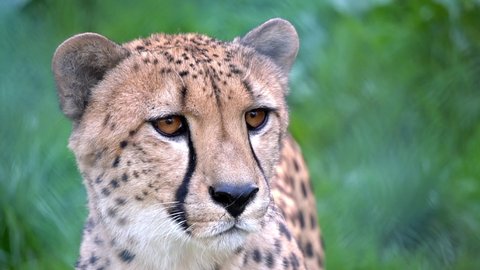 Close up portrait of cheetah in wild life nature habitat. Feline animals of Africa. Dangerous predator hunting. Concept of wildlife