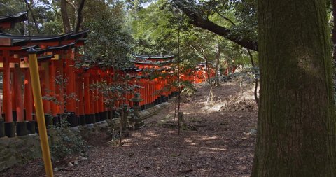 Handheld shot of the Senbon Torii (233 meters thousands of vermilion torii gates) of Fushimi Inari-taisha. The trails lead into the forest of the sacred mt. Inari. Translation : votive offering