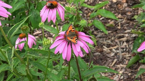 Echinacea purpurea flowering coneflowers. Butterfly, bumble-bee on a blossoming flower.
