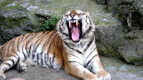 Wild adult tiger lying on ground in nature habitat and looking at camera. Concept of nature and wild animals. Orange striped predator, majestic look