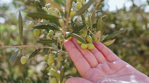 Close up of green olive trees. Plantation of green olives. Olives trees branch moving on wind. Extra virgin olive oil production.