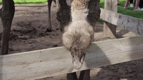 
Ostriches eat grass by dropping their long neck down to the ground
