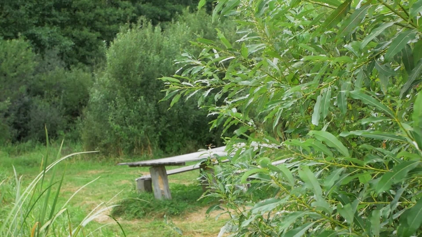 nature growing by the river bank in summer weather