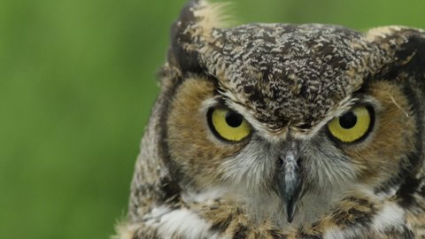 Great horned owl close up extreme slow motion eye blink