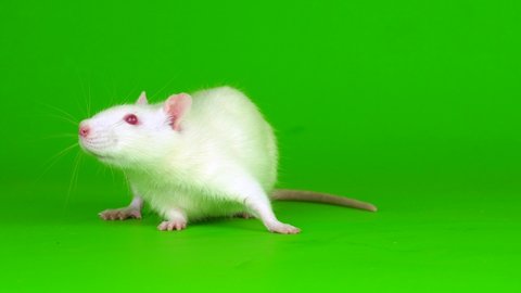 white rat on a green background screen