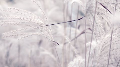 Beautiful silver grass flowers like cosy knitted fabric blowing in the wind, close up shot. Slow motion. Natural background at light cold weather. Conceptual idea in pastel color for your design.