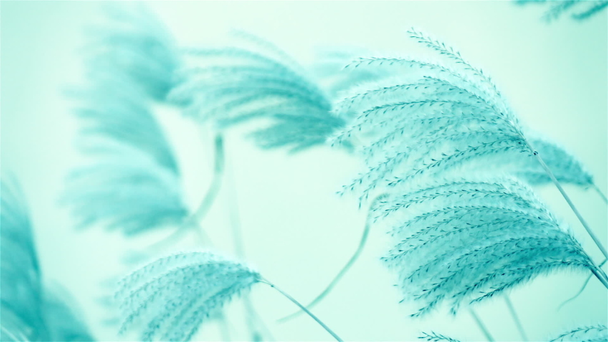 Fluffy silver grass flowers like cosy knitted fabric blowing in the wind, macro shot. Slow motion. Natural soft blue background. Beautiful conceptual stylish idea in fashion pastel color for design Royalty-Free Stock Footage #1077815183