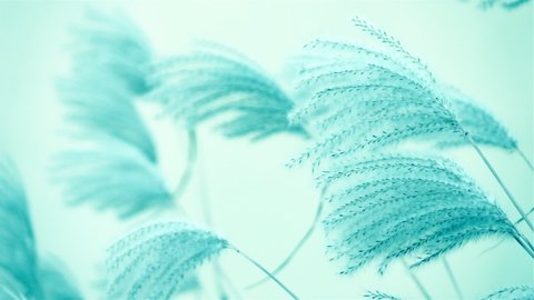 Fluffy silver grass flowers like cosy knitted fabric blowing in the wind, macro shot. Slow motion. Natural soft blue background. Beautiful conceptual stylish idea in fashion pastel color for design