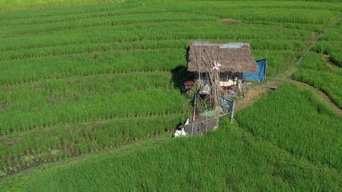 sunny day bali island famous rice fields house aerial topdown panorama 4k indonesia