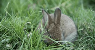 Little gray rabbit eats grass in the meadow. Cute fluffy creature. Christmas bunny walks in the grass. High quality 4k footage
