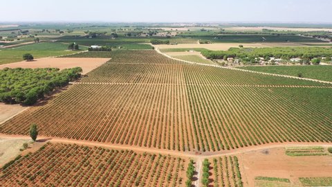 aerial view of a Spanish vineyard, with a spectacular agricultural setting located in the land of Don Quixote de la Mancha.