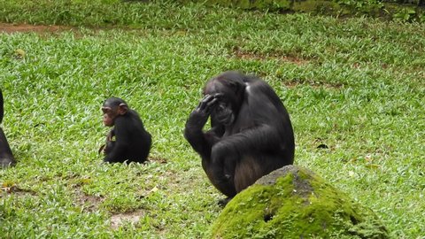 B roll clips of chimpanzee wildlife 