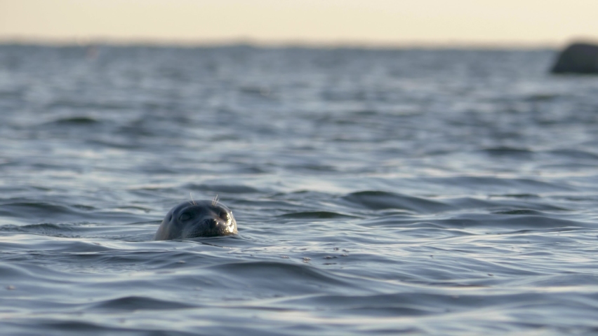 Seal swimming in the wild during sunset Royalty-Free Stock Footage #1077829643