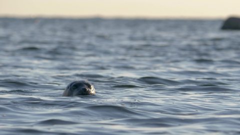 Seal swimming in the wild during sunset