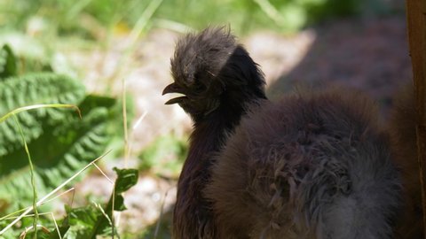 Silkie bantams chicken surrounded by green lush vegetation