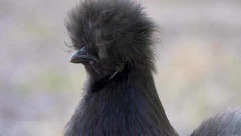 Extreme closeup of a silkie chicken with blurred out background