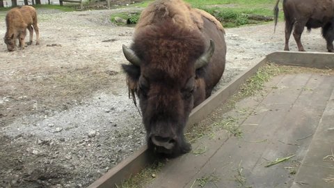 Large European Bison Eating Grass On The Wooden Crate Within The Farm In Austria. medium shot