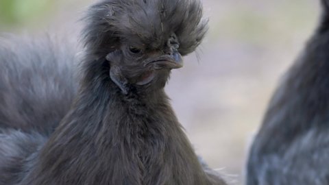 close-up portrait of the silkie chicken on a farm