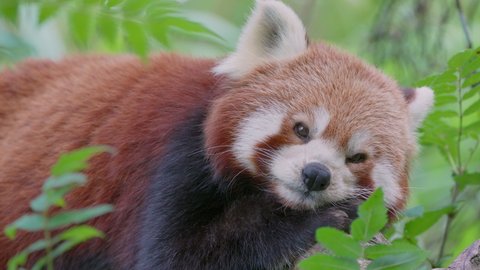 Macro close up of cute sleepy red bear cat or red panda wake up in tree in the morning,4K