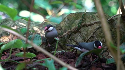 Two Java Sparrows or Finches running around in natural setting SLOW MOTION
