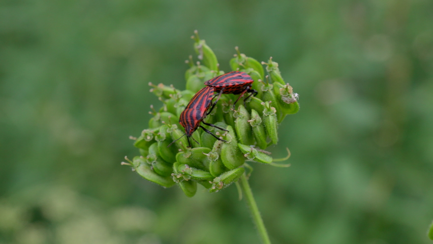 Close up shot of couple of fire bugs pairing and mating on green plant in nature - 4k prores footage of breeding animals 