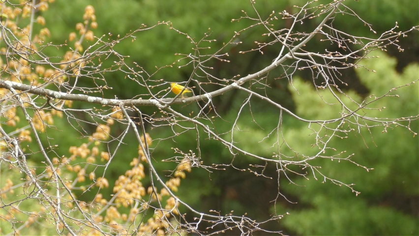 4K tiny little american yellow warbler, setophaga petechia hopping on tree branch with green forest background, hop out from the left side frame - static shot.