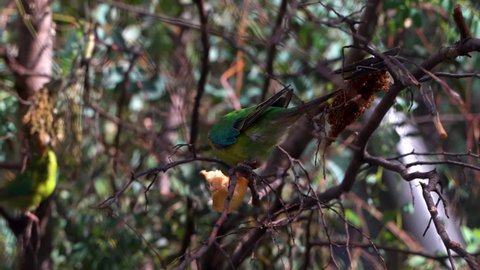 Australian Swift Parrot (Lathamus Discolor) in tree top eating fruit