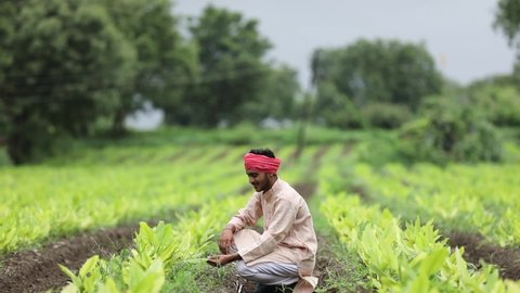 Indian farmer at green turmeric agriculture field 