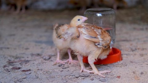 Colored chickens drink water from a sippy cup in a chicken coop. Domestic chickens.