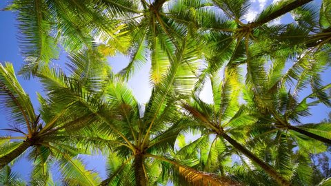 Coconut palm trees bottom view. Green palm tree on blue sky background. View of palm trees against sky. Beach on the tropical island. Palm trees at sunlight. Shot on Gimbal high quality slow movement.