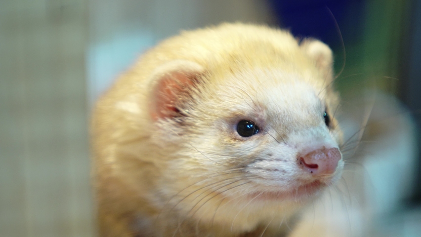 close-up face of a sleepy pet ferret (Mustela putorius furo). cute puppy yawns and wants to sleep