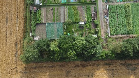 Aerial View flying Over Allotments In Top Down View Showing Different Plots