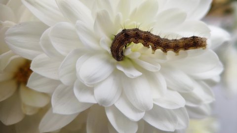 A green caterpillar with hairs on its back is close-up, climbing on a white flower bud. A caterpillar eats a chrysanthemum flower.
