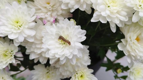 A green caterpillar with hairs on its back is close-up, climbing on a white flower bud. A caterpillar eats a chrysanthemum flower.
