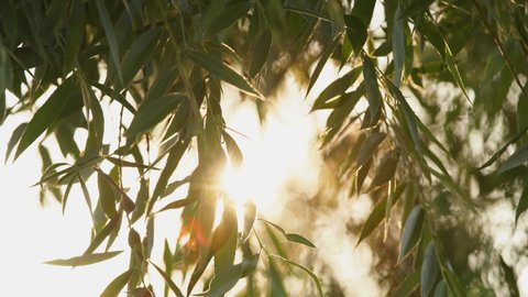 Close-up view 4k video footage of branches of willow tree isolated on white sunny sunset or sunrise sky background. Sun light breaking and bursting through fresh green foliage