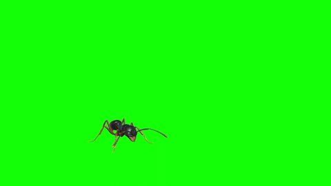 Ant Looking on Green Screen
